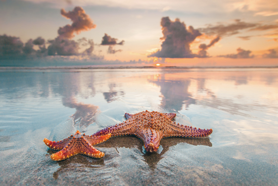 juventide starfish